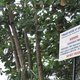Illustration for article titled This tree causes instant blisters, blindness and death